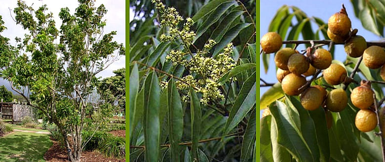 Плодове на Sapindus